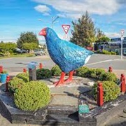 Te Anau Big Takahe