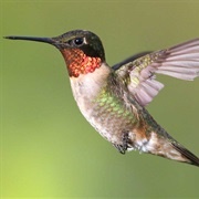 Ruby Throated Hummingbird