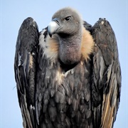 Indian Vulture