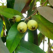 Malabar Plum (Syzygium Cumini)
