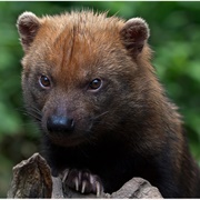 Bush Dog
