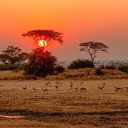 Savannah of Southern Africa