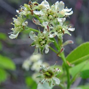 Nantucket Serviceberry (Amelanchier Nantucketensis)