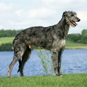Groom a Scottish Deerhound
