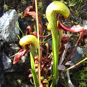 Darlingtonia Trail