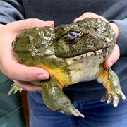 Bullfrog