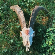 Goat Skull