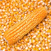 Yellow Maize