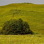 Adak "National Forest"