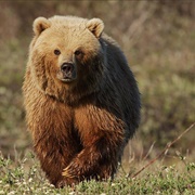 Brown Bear