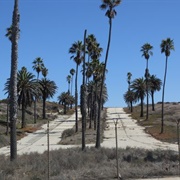 The El Segundo Butterfly Preserve