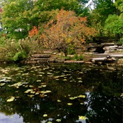 Alfred Caldwell Lily Pool