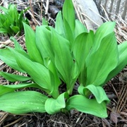 Kitopiro (Japanese Wild Alpine Leek)