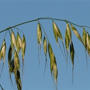 Common Wild Oat (Avena Fatua)
