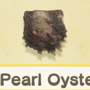 Pearl Oyster