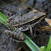 Plains Leopard Frog