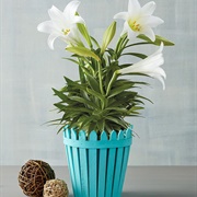 Easter Lily