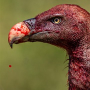 African Vulture