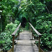 Guanacaste National Park, Belmopan, Belize