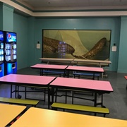 Narwhals at the Field Museum