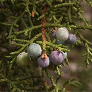 Utah Juniper (Juniperus Osteosperma)