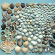 Seashells