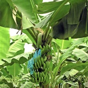 Banana [HQ 56:30–27].