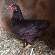 Rhode Island Red Bantam