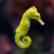 Yellow Seahorse