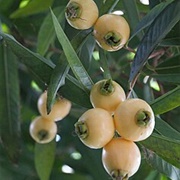 Mountain Apple (Syzygium Jambos)