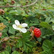 Himalayan Creeping Bramble (Rubus Nepalensis)