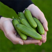 Baby Cucumbers