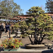 Lake Merritt's Bonsai Garden