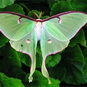 See Live Lunar Moth in the Wild