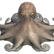 Octopus