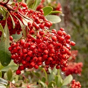 Toyon (Heteromeles)