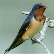 Barn Swallow