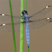 Spangled Skimmer