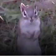 Tame an Animal (Chipmunks)