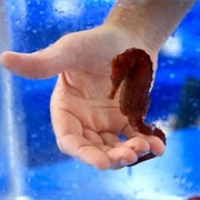 Ocean Rider Seahorse Farm