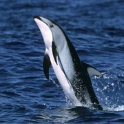 Pacific White-Sided Dolphin