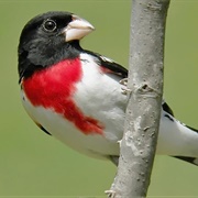Rose Breasted Grosbeak