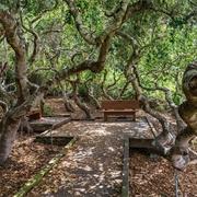 Elfin Forest