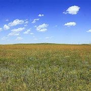 Grasslands