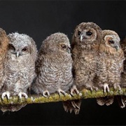 A Parliament of Owls