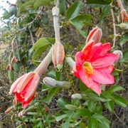Curuba (Passiflora Mixta)