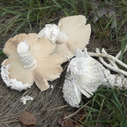 Termitomyces Schimperi