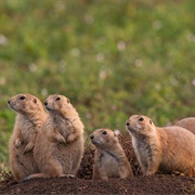 A Coterie of Prairie Dogs