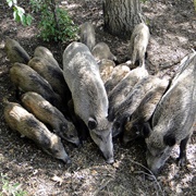 A Sounder of Boar