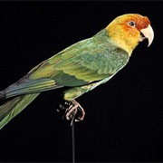 The Last Carolina Parakeet Dies in Captivity 1918